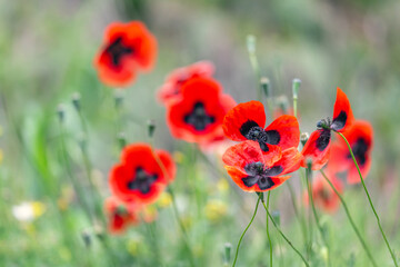 Red poppies field closeup, remembrance day symbol