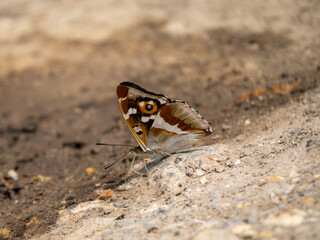 Purple emperor butterfly feeding on the ground