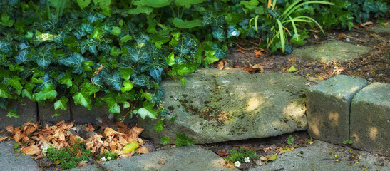 View of an entrance with bushes and plants. Stone stairs in a park surrounded by tropical plants and flowers. A picture of ivy and dried leaves fell on the floor with white flowers.