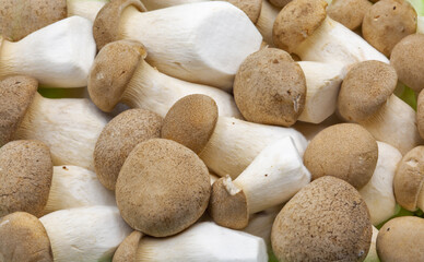 Pleurotus eryngii mushrooms closeup.