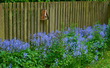 Landscape of blue flowers in a lush forest in summer. Purple plants growing in a botanical garden in spring. Beautiful violet flowering plants budding against a wooden fence in a yard - Powered by Adobe