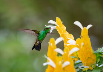 Green, Copper-rumped hummingbird, Amazilia tobaci,  feeding on tropical, yellow Shrimp Plant flowers. Bird in a garden.