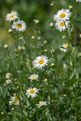 white field daisies in natural growing conditions on a sunny day