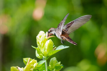 Young and molting Ruby Topaz hummingbird, Chrysolampis mosquitus, pollinating a tropical shrimp plant flower in a garden. Bird