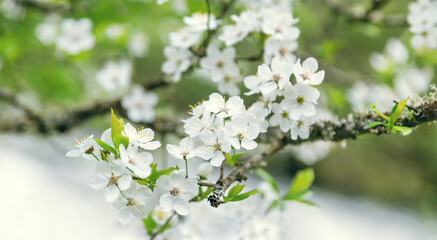 Cherry blossom. Closeup on a tree branch.