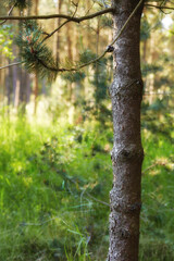 Closeup trunk of a pine tree growing in the forest on a summer day in Denmark. Peaceful natural landscape in the wild. Tree bark texture and lush green grass growing in a remote location in nature