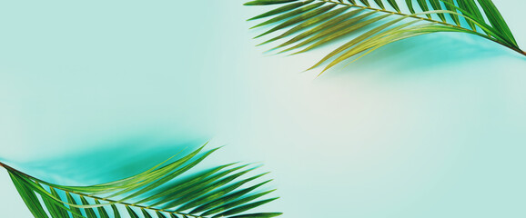 Image of tropical green palm over blue pastel background
