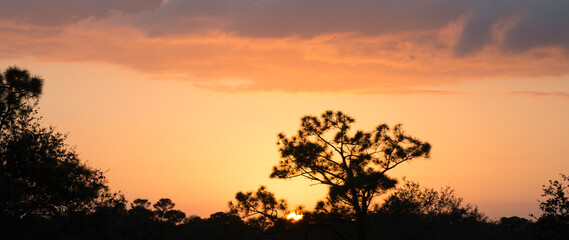 sunset with a tree and some bushes silhouetted
