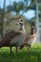 ducks on the grass