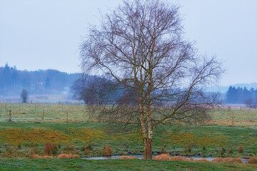 A pond surrounded by a forest with a dry bare tree in winter in the countryside. A landscape view of an old pond with dry wood sticking out of the water. A forest tree on the bay of a pond or lake