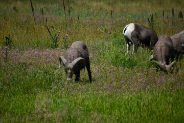 Fototapeta premium A group of Bighorn sheep grazing in a field