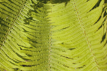 background of сarved texture fern leaves close-up