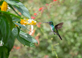 Dainty, female Blue-chinned Sapphire hummingbird, Chlorestes notata, flying next to a yellow Shrimp Plant flower in a tropical garden. Bird