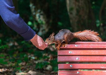 squirrel eating hand in hand on bench in park
