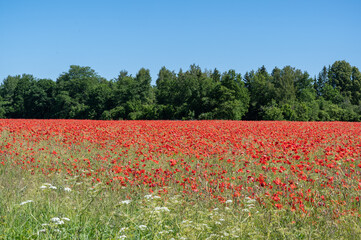 poppie field