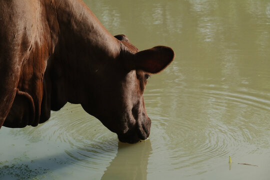 Santa Gertrudis Cow Drinking Pond Water For Cattle Hydration On Texas Ranch Concept.