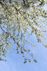 Apple tree in bloom in spring time season. Harvesting and cultivation apples. A lot of white flowers on blue sky background in countryside garden. Vertical format