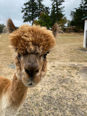 Alpaca