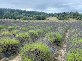 lavender fields