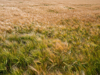 Junges Getreidefeld.