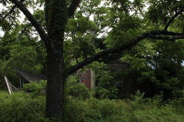 Abandoned old house in the woods