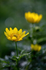Yellow flowers on a dark green background. Natural background with selective focus