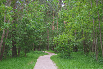footpath in a pine forest among green trees in a city park