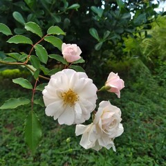 Obraz premium pink rose bush