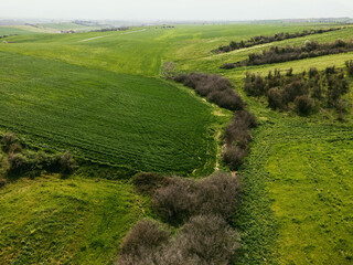 Aerial view of trees among greenery