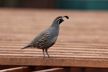 California quail side profile