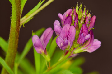 Alfalfa Purple Blossom 03