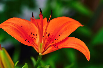 Close-up from the blossom of an orange lily (Lilium Bulbiferum).