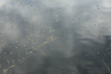 mosquitoes trapped in a spider's web Lots of Insects Caught on the Web