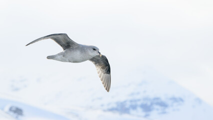 Northern fulmar (Fulmarus glacialis) in flight with Svalbard mountains in background