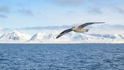 Northern fulmar (Fulmarus glacialis) in flight with Svalbard mountains in background