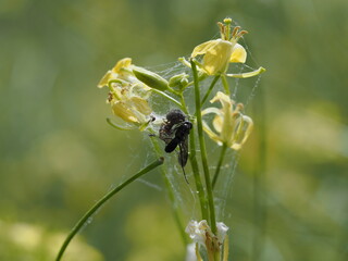 spider wrapping up fly with web on flower