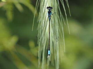 blue damselfly on grass