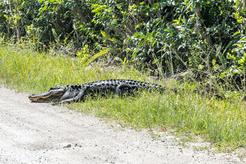 alligator in the everglades
