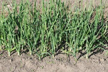 Zwiebeln im Garten - Allium cepa - Zwiebellauch, Bolle, Zipolle, Speisezwiebel, Küchenzwiebel, Gartenzwiebel, Sommerzwiebel, Hauszwiebel, Gemeine Zwiebel
