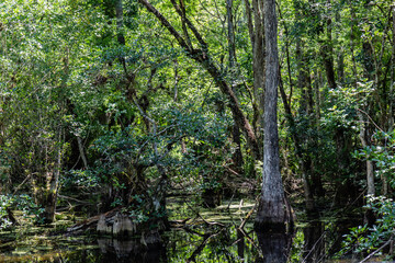 Fototapeta na wymiar The Everglades
