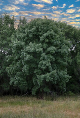 paisaje de árbol frondoso verde y cielo con  nubes