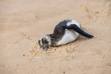 Fotobehang dead penguin on the beach © Batteristafoto