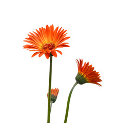 Stack yellow Gerber flowers, daisies isolated on white 