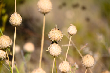 Lions ear seeds (Leonotis leonurus) in Namibia Africa