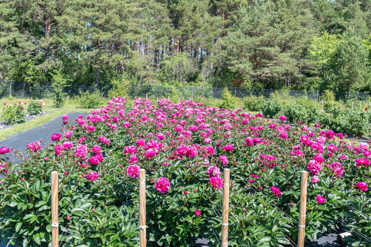 blooming peonia