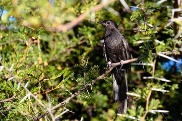 Black bird sits in a thorn bush in Namibia Africa