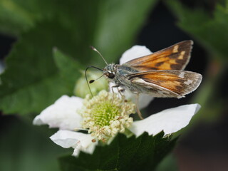 skipper butterfly on a white flower