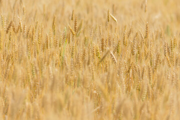 Spikelets of wheat on the field in summer afternoon