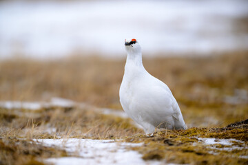 Portrait of male, white Svalbard Rock Ptarmigan (Lagopus muta hyperborea) in spring