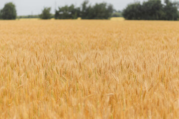 Spikelets of wheat on the field in summer afternoon